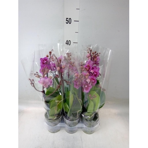 Phalaenopsis multi.   ...