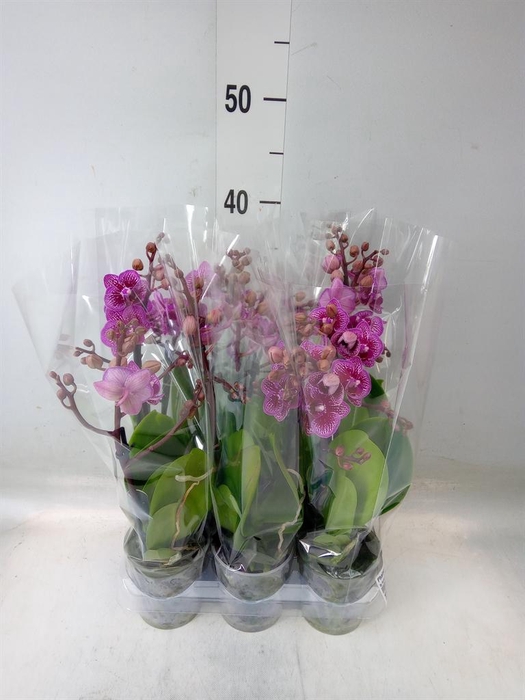<h4>Phalaenopsis multi. ...</h4>