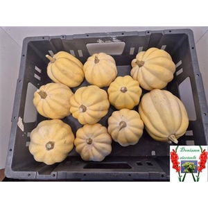 Cucurbita Sierkalebs