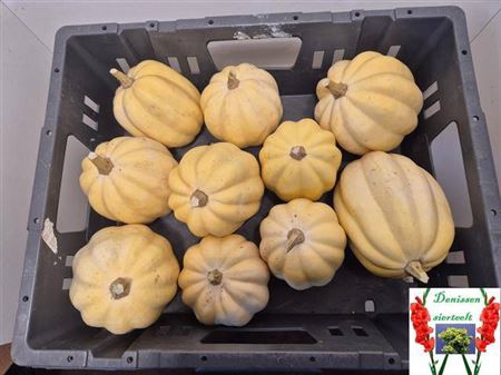 <h4>Cucurbita Sierkalebs</h4>