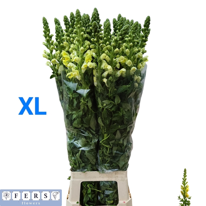 <h4>ANTIR LEGEND YELLOW</h4>