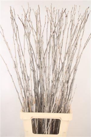 <h4>Populus Alba</h4>