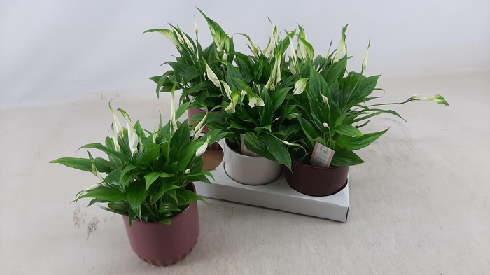 <h4>SPATH CHOPIN</h4>