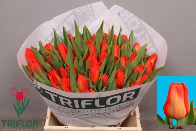 <h4>TU EN LALIBELA</h4>