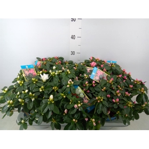 Rhododendron sim. 'Hellmut V' .mix6