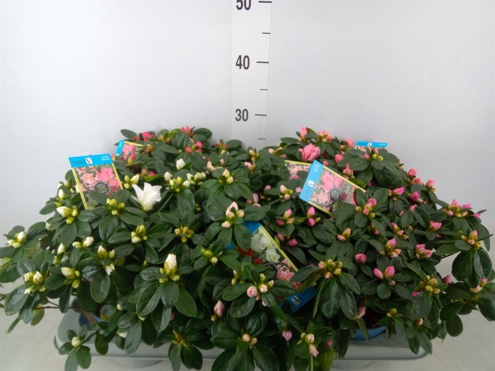 <h4>Rhododendron sim. 'Hellmut V' .mix6</h4>