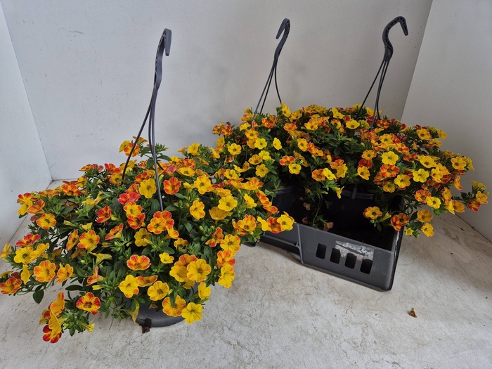 <h4>CALIB CALIPET APRICO</h4>