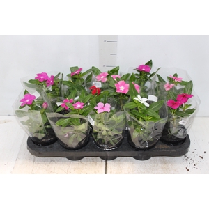 VINCA P11