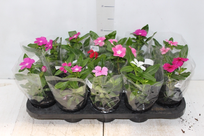 <h4>VINCA P11</h4>
