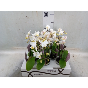 Phalaenopsis   ...mini