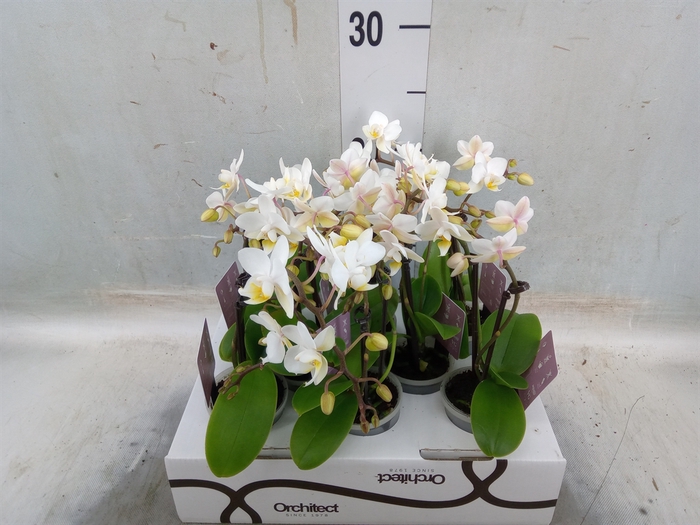 <h4>Phalaenopsis   ...mini</h4>