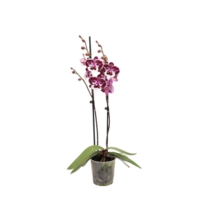 Phal Raging Raisin 2T16+