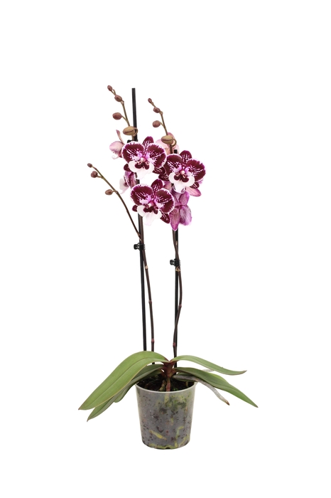 <h4>Phal Raging Raisin 2T16+</h4>