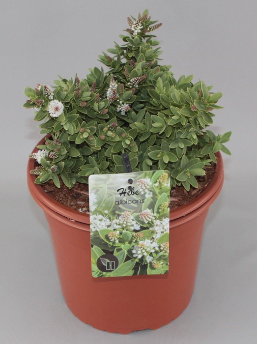 <h4>Hebe Albicans C5</h4>