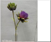 <h4>Af Cynara X2 L81cm Lilac</h4>