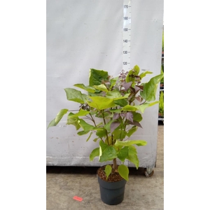 Catalpa erubescens 'Purpurea'