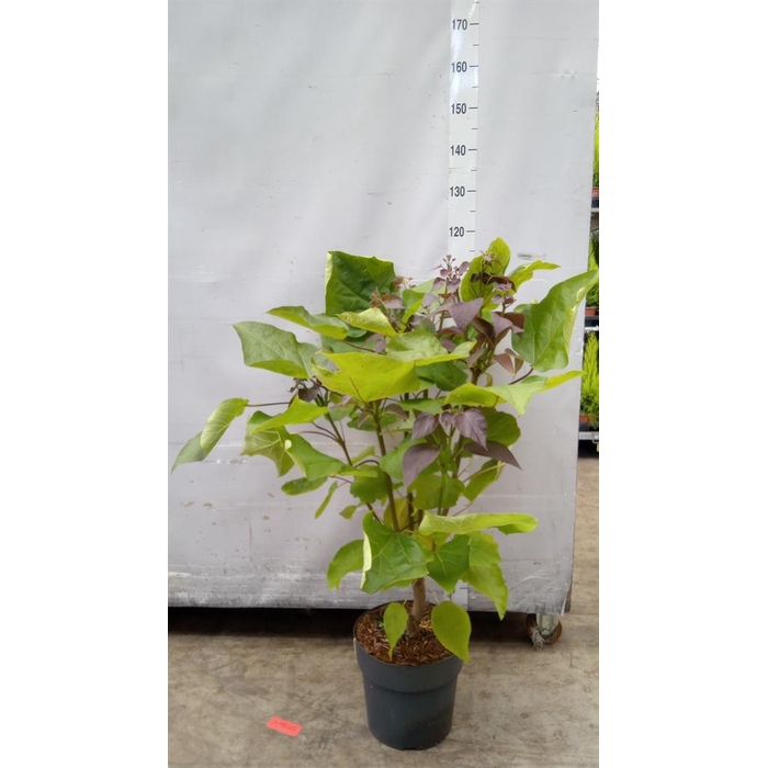 <h4>Catalpa erubescens 'Purpurea'</h4>