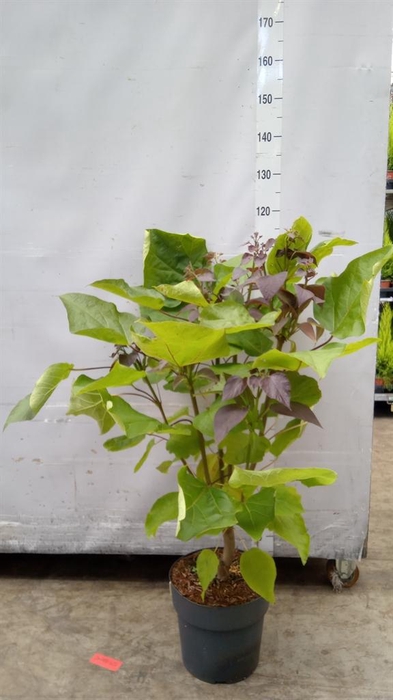 Catalpa erubescens 'Purpurea'