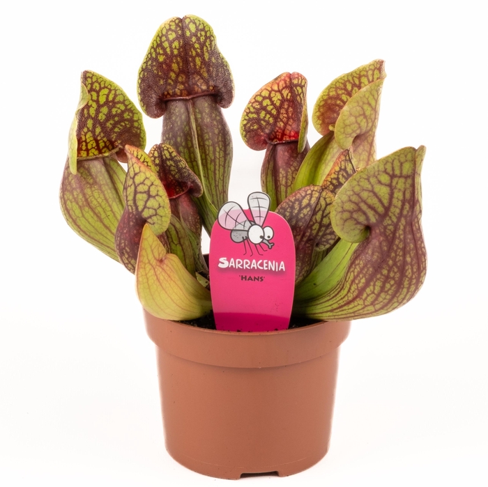 <h4>Sarracenia Hans</h4>