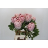 Protea Cynaroides
