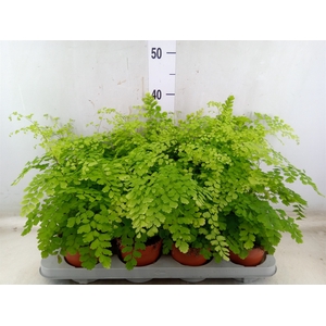 Adiantum raddi. 'Fragrans'