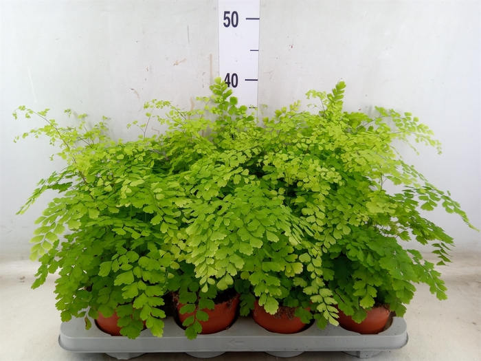 <h4>Adiantum raddi. 'Fragrans'</h4>