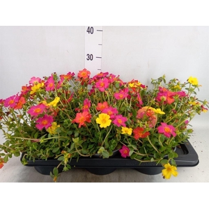 Portulaca   ...