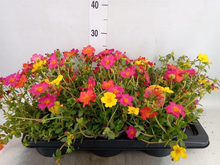 <h4>Portulaca   ...</h4>