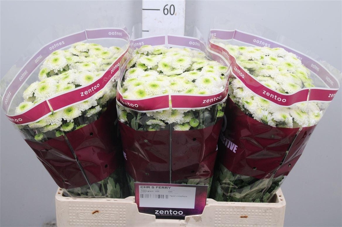 <h4>Chr S Ferry</h4>