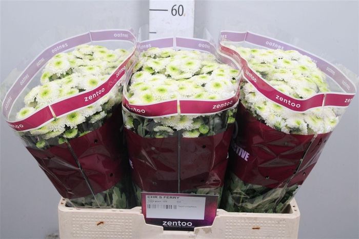 <h4>Chr S Ferry</h4>