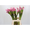 Amarcrinum Rose