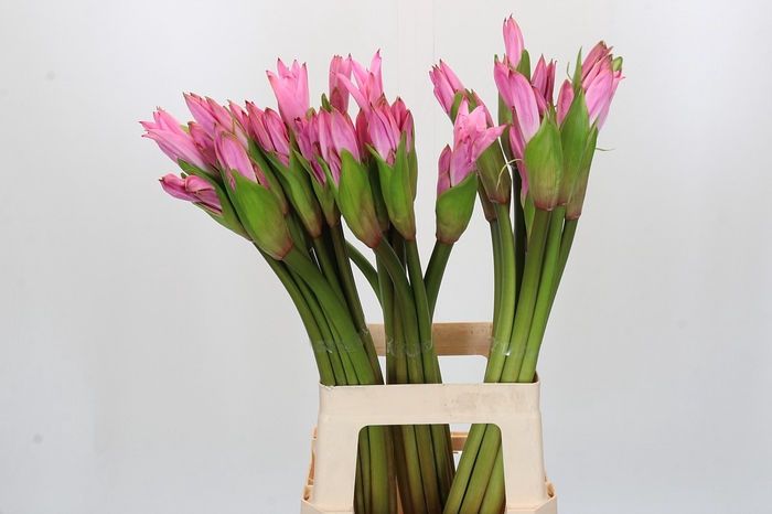 <h4>Amarcrinum Rose</h4>