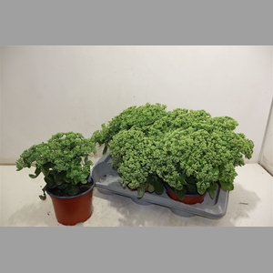 Sedum Herbstfreude