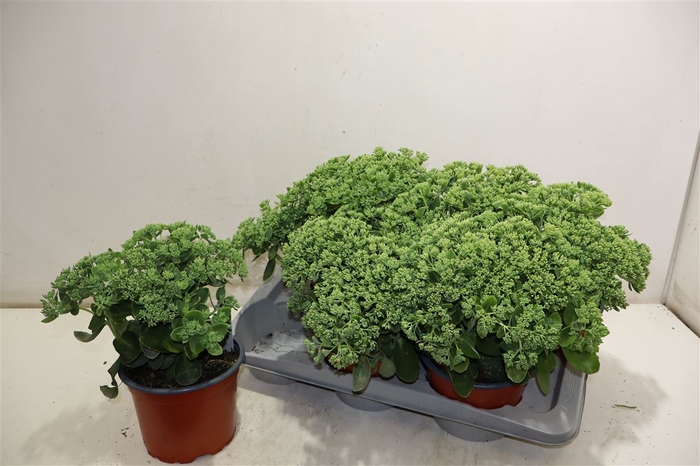 <h4>Sedum Herbstfreude</h4>
