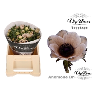 Anem Vip Brownies X 50