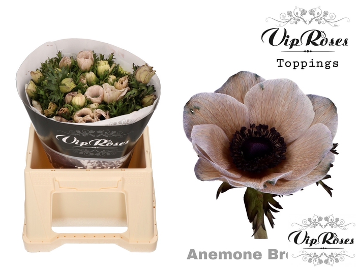 <h4>ANEM BROWNIES  x 50</h4>