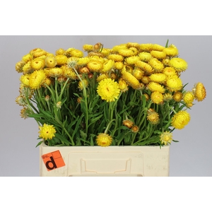Helichrysum Yellow