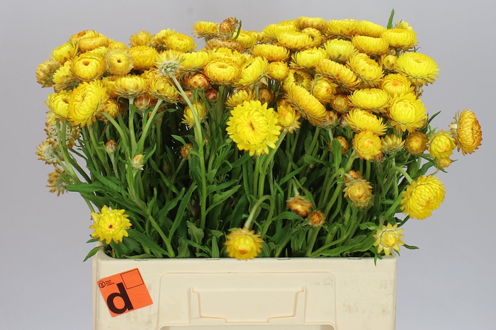 <h4>Helichrysum Yellow</h4>