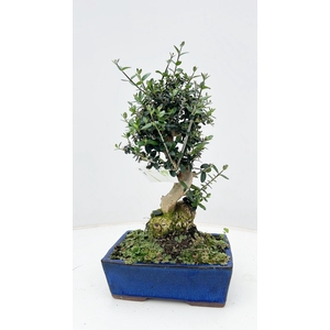 Olea sylvestris, pot 18cm., height 35cm.