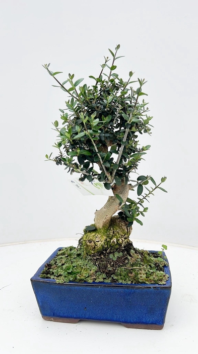 <h4>Olea sylvestris, pot 18cm., height 35cm.</h4>