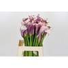 Zantedeschia Eydolls Purple White