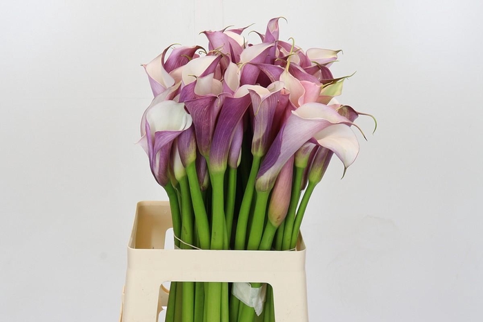 Zantedeschia Eydolls Purple White