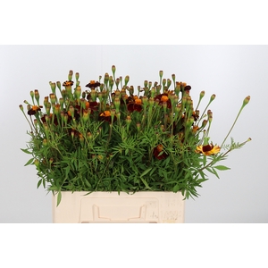 Tagetes Rood