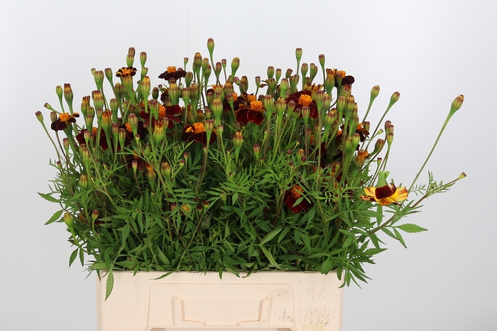 <h4>Tagetes Rood</h4>