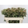 Leucadendron Ayoba Star Pearl