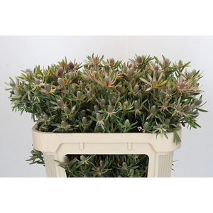 Leucadendron Ayoba Star Pearl