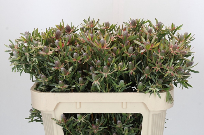 <h4>Leucadendron Ayoba Star Pearl</h4>