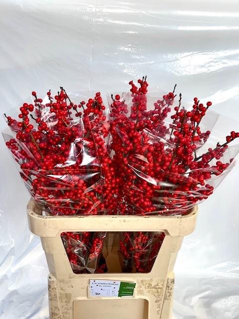 <h4>ILEX VE RODE BES</h4>