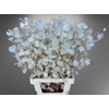 Lunaria Dried White