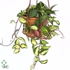Hoya carnosa 9 cm Tricolor (Decorum)